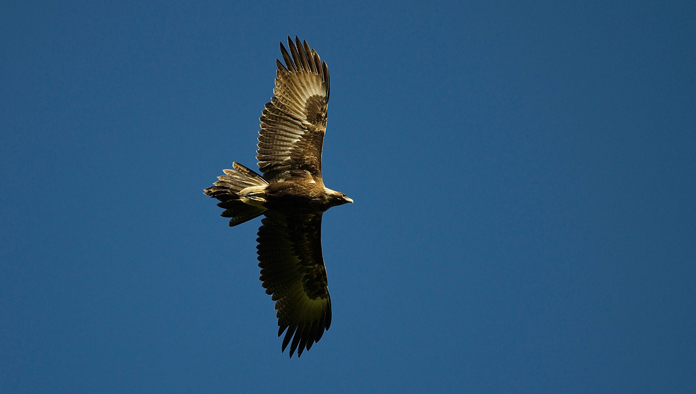 Flying wedge-tailed eagle, against a blue sky. Photo: Peter Vaughan.