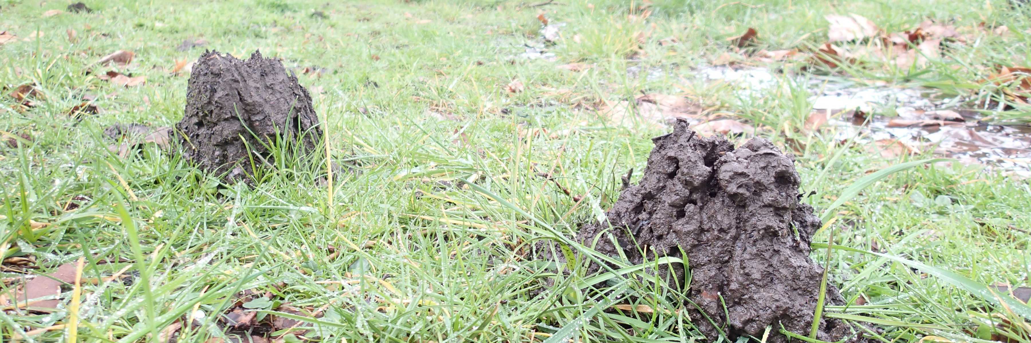 Central North burrowing crayfish ‘chimneys’—tall piles of sticky mud balls, in this case around 20 cm high, surrounding each burrow, in a grassy area with trees in the background. Photo: Clare Hawkins.