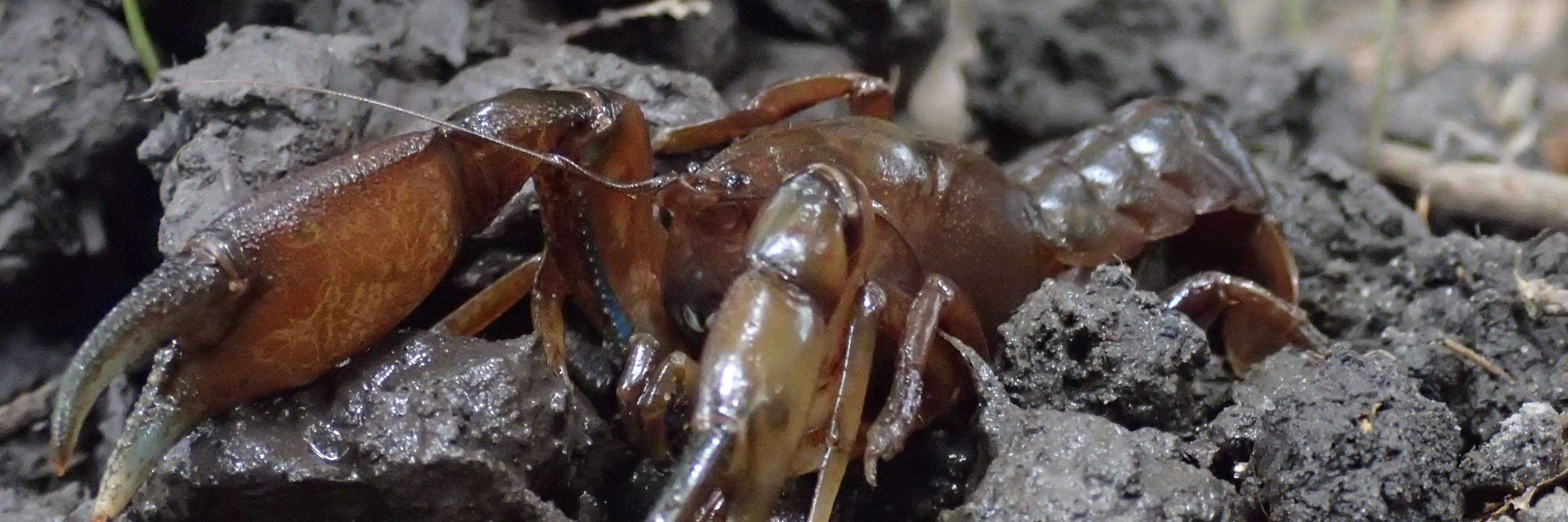 Dora the Central North burrowing crayfish faces slightly left of us. She is beside the edge of her burrow’s ‘chimney’, on numerous sticky mud balls that she excavated to create her burrow. She is mid-brown, around 10 cm long, and has two large claws with a granular surface, giving her her scientific name Engaeus granulatus. Photo: Clare Hawkins.