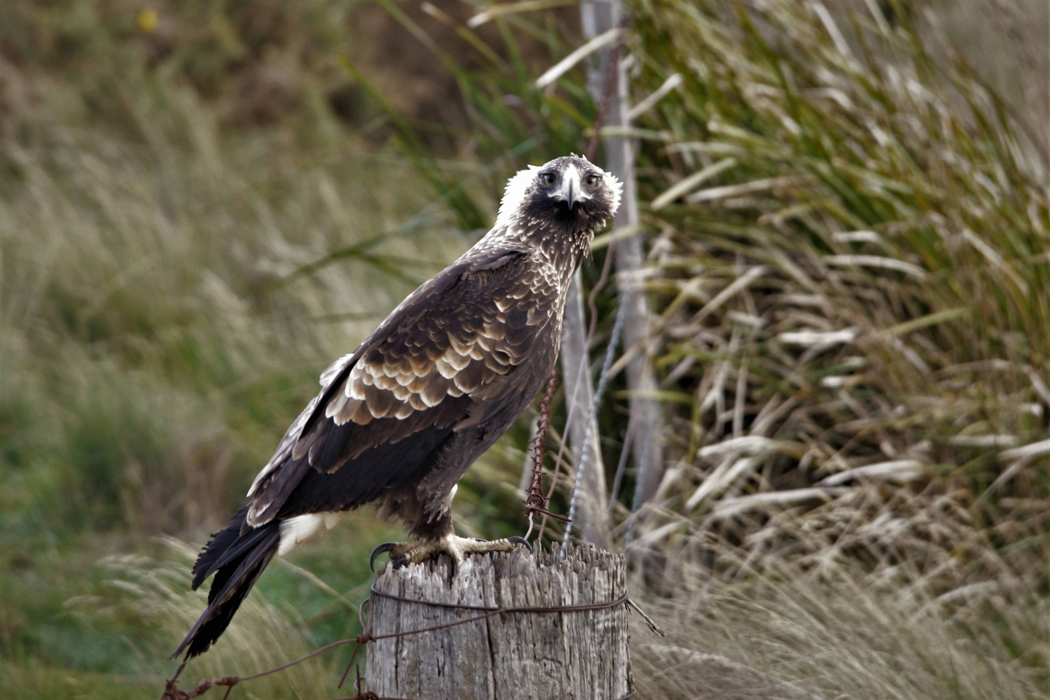 A wedge-tailed eagle stands on an old fencepost, and looks straight at the camera. We can tell it is a young bird due to the pale feathers at the nape of its neck, which are backlit by the sun. Photo: Kawinwit Kittipalawattanapol.