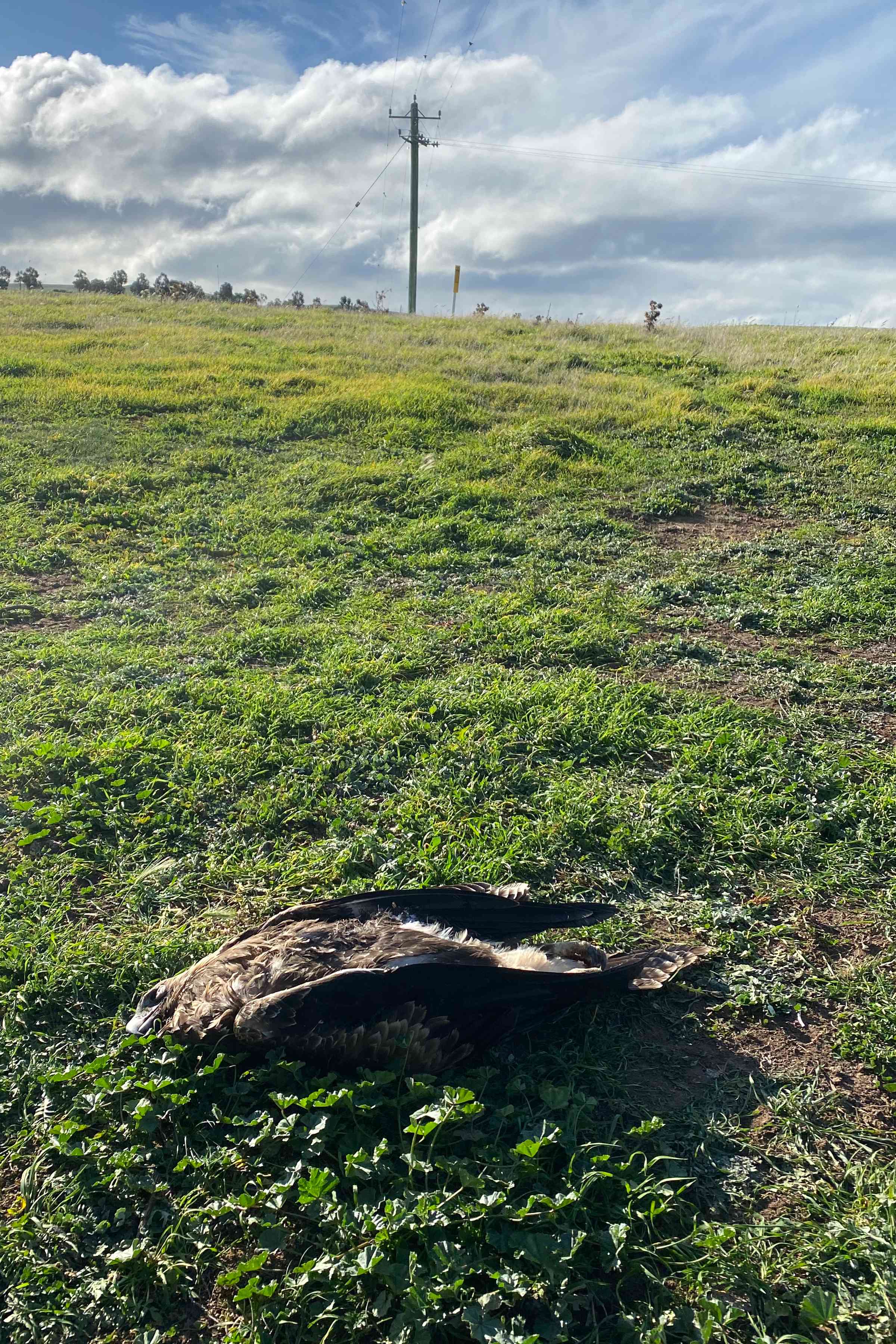 The carcass of an electrocuted eagle lies on lush paddock grass in front of a powerpole. Photo: Michael Dempsey.
