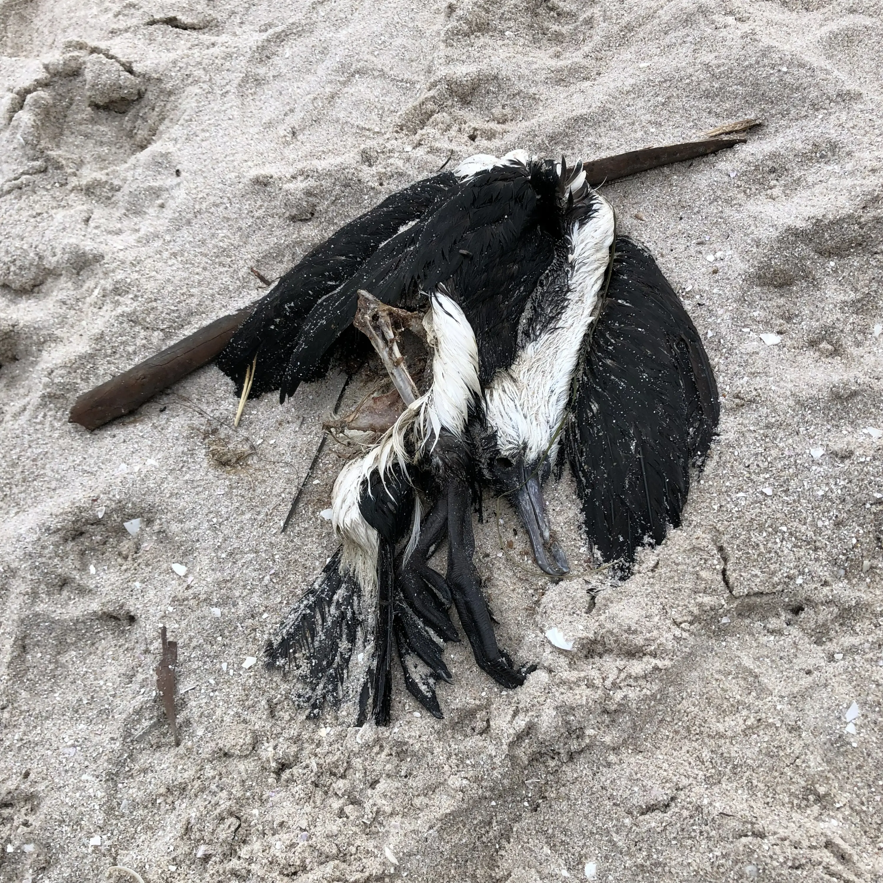 Dead cormorant on beach. Photo: Jeannie-Marie Leroi.