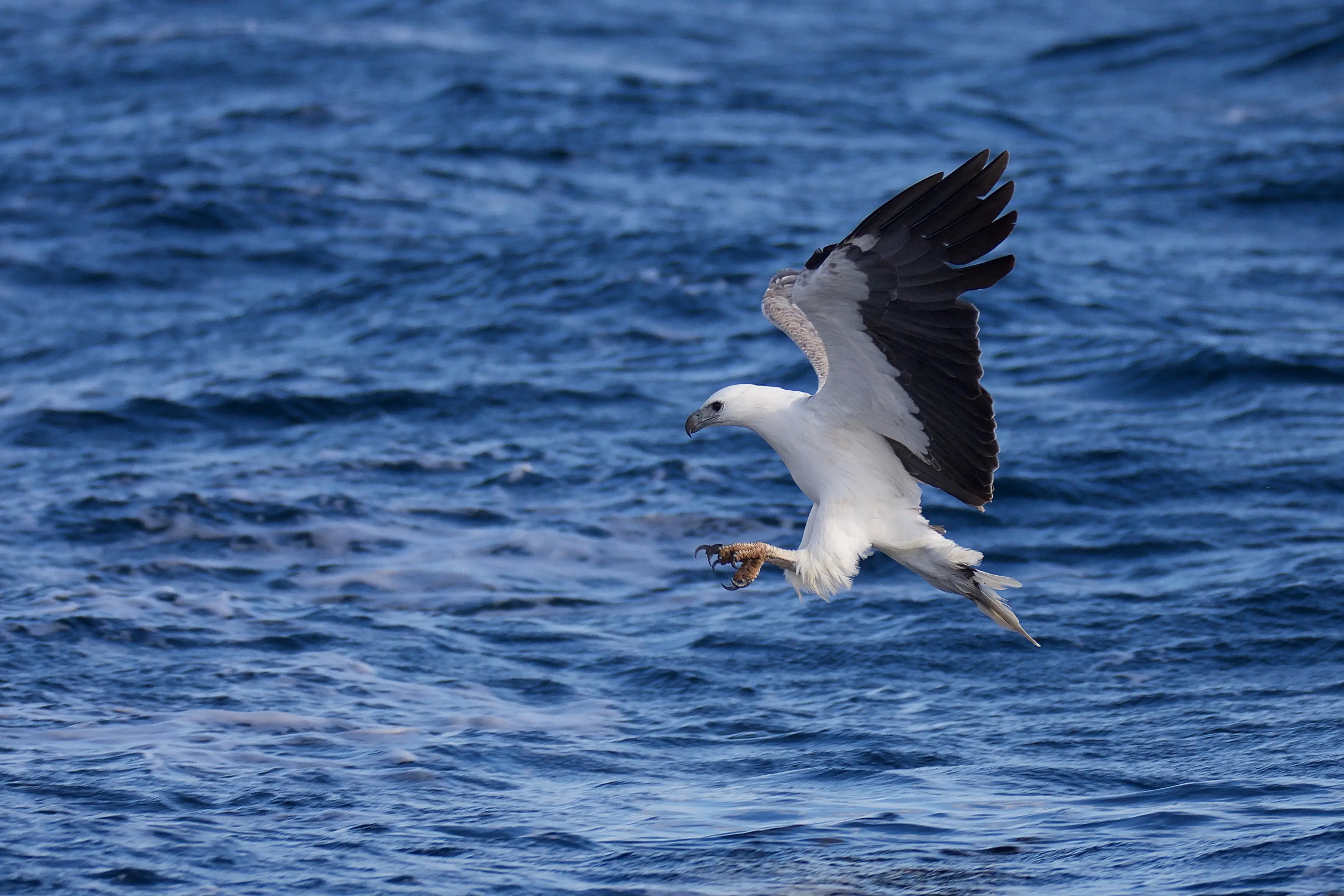 White-bellied sea eagle. Photo: Peter Allen.
