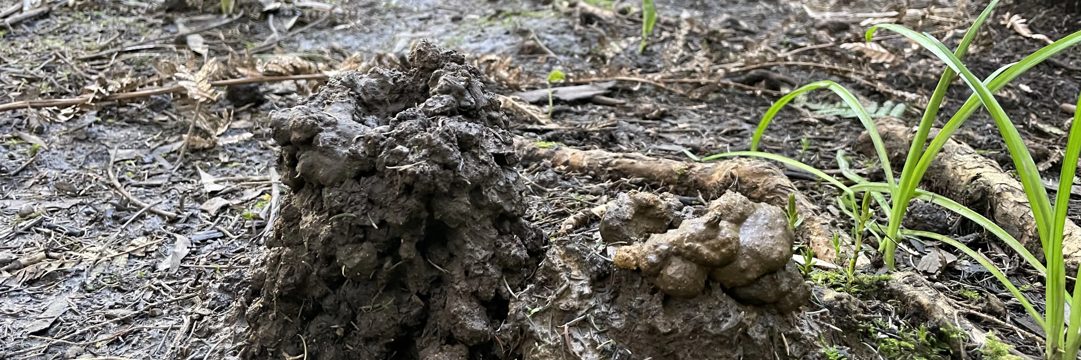 Two &lsquo;chimneys&rsquo; of mud, above the burrow of a burrowing crayfish. Each is built of a pile of balls of wet mud, with a hole at the top of each heading into the burrow. The taller of the two is about 15 cm high, 10 cm diameter. The background is mossy mud, aroid lilies and tree ferns. Photo: Clare Hawkins.