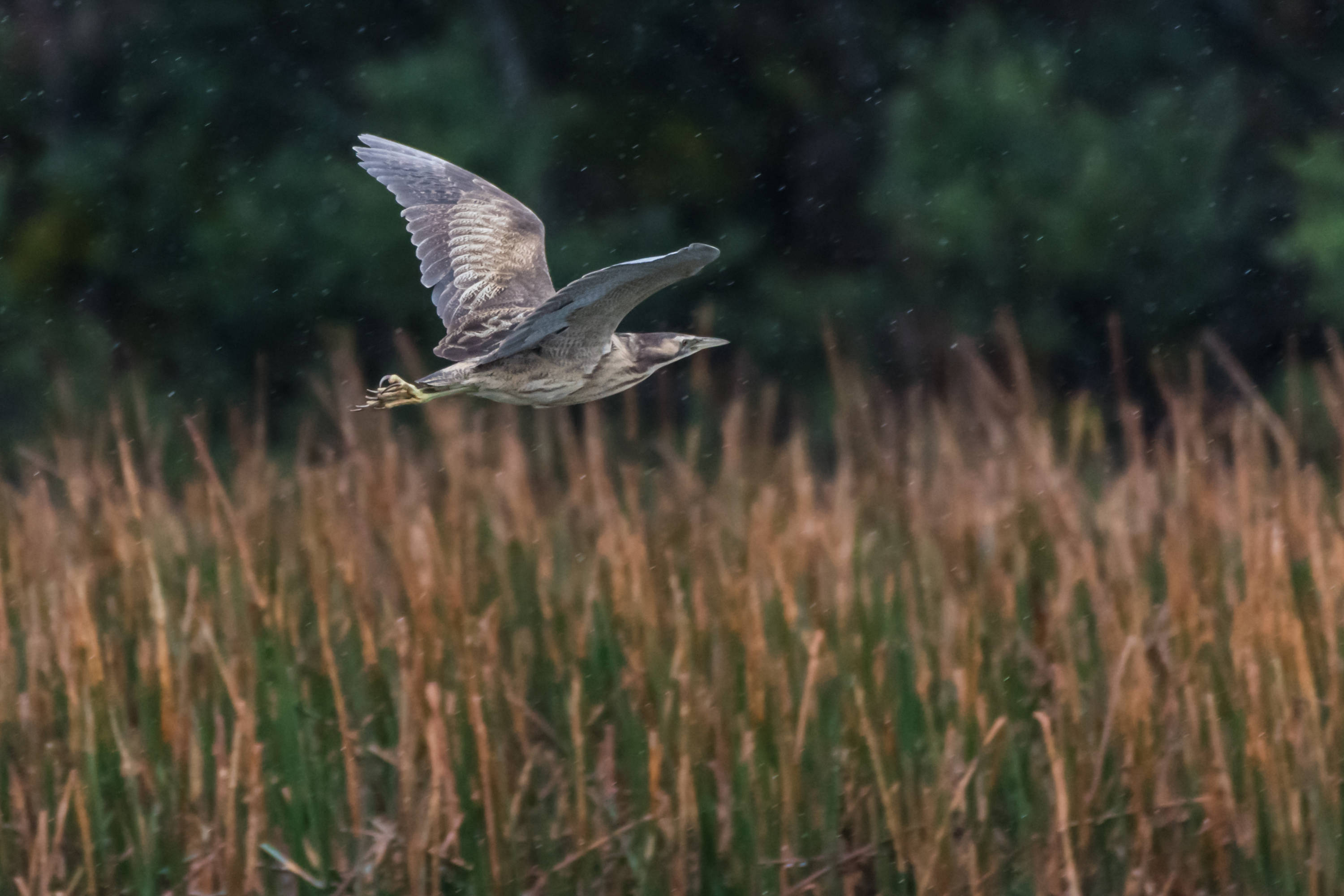 Australasian bittern in flight. Photo: Helen Cunningham.