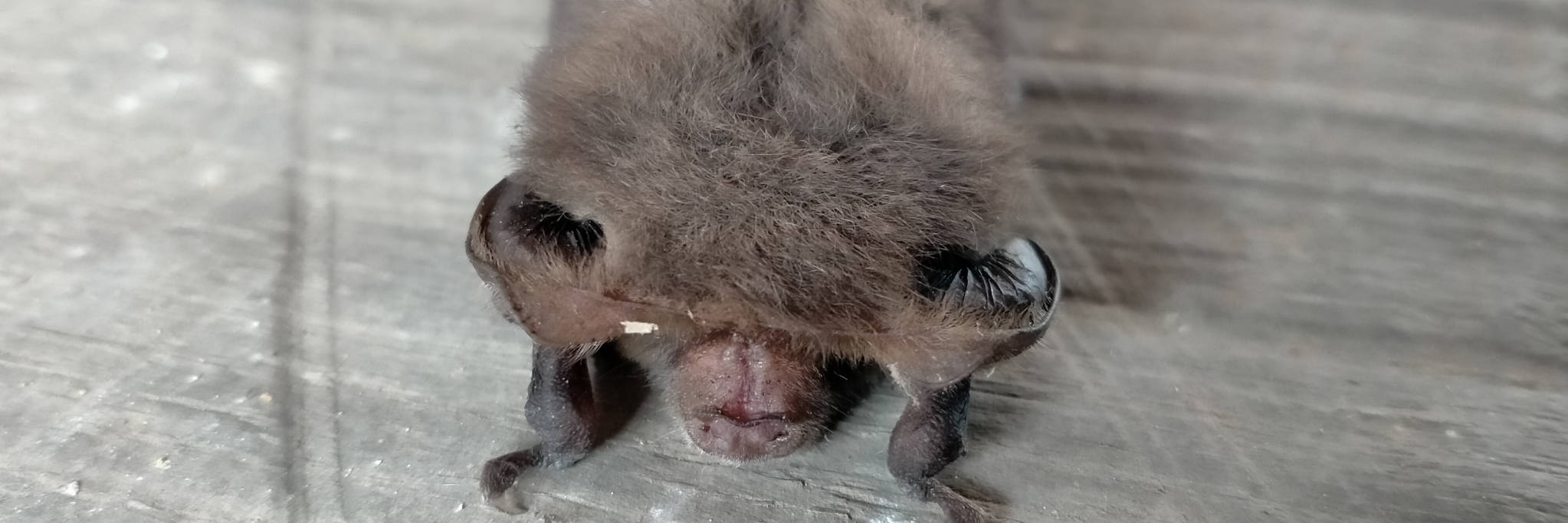 Lesser long-eared bat. Photo: Tristan Derham.