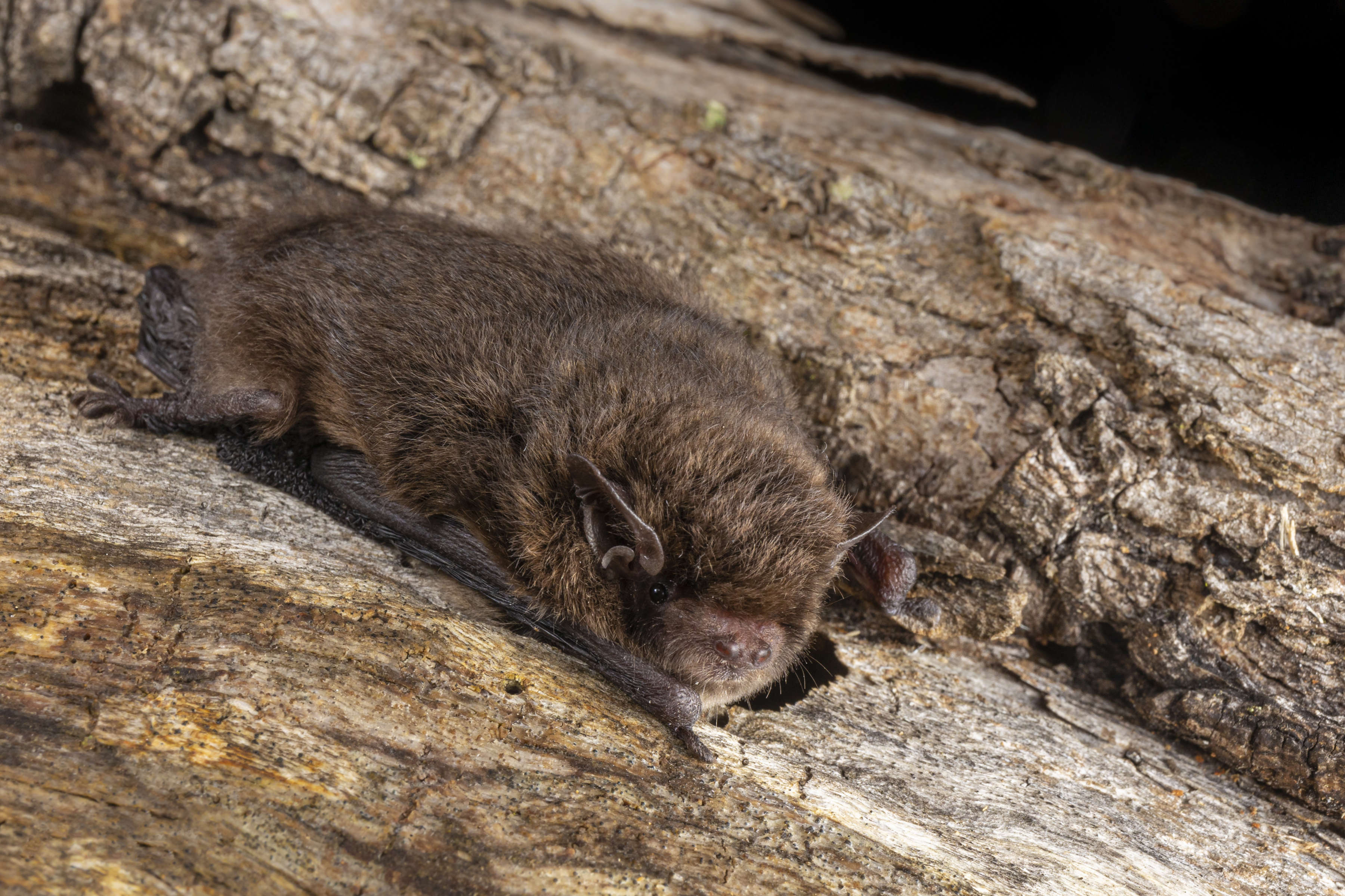 Southern Forest Bat (Vespadelus regulus). Photo: Ryan Francis.