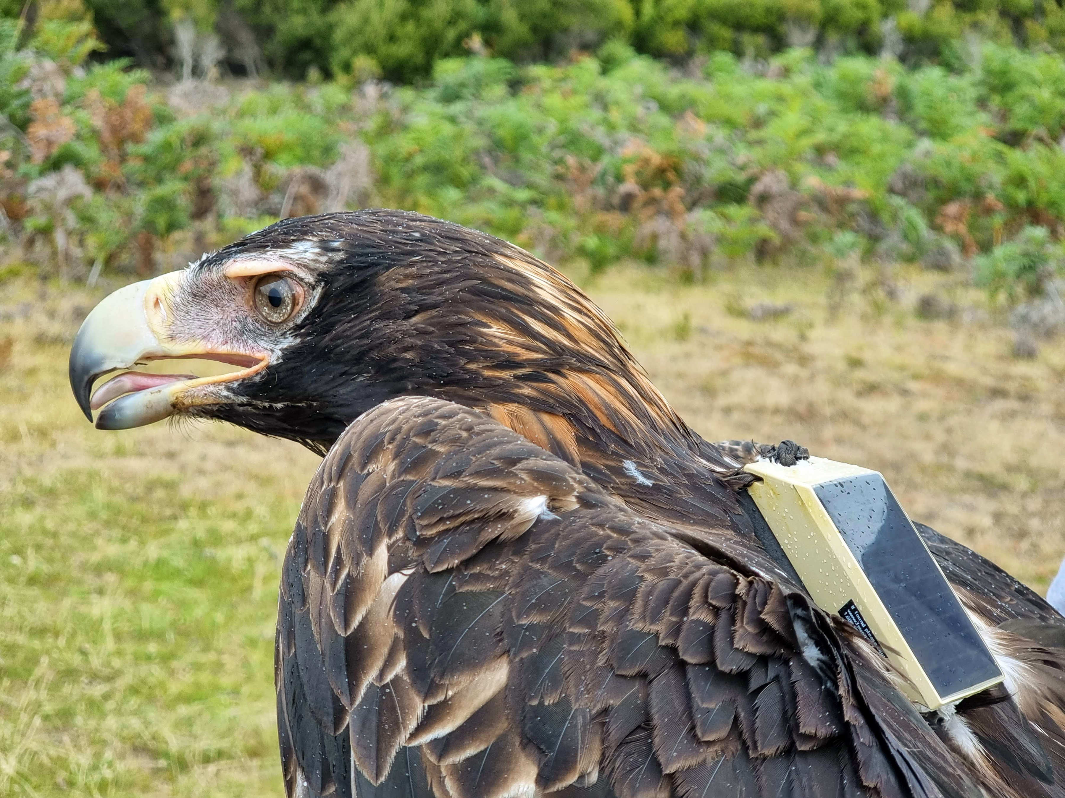 Close view of a wedge-tailed eagle with a GPS device fitted to its back. Photo: James Pay.