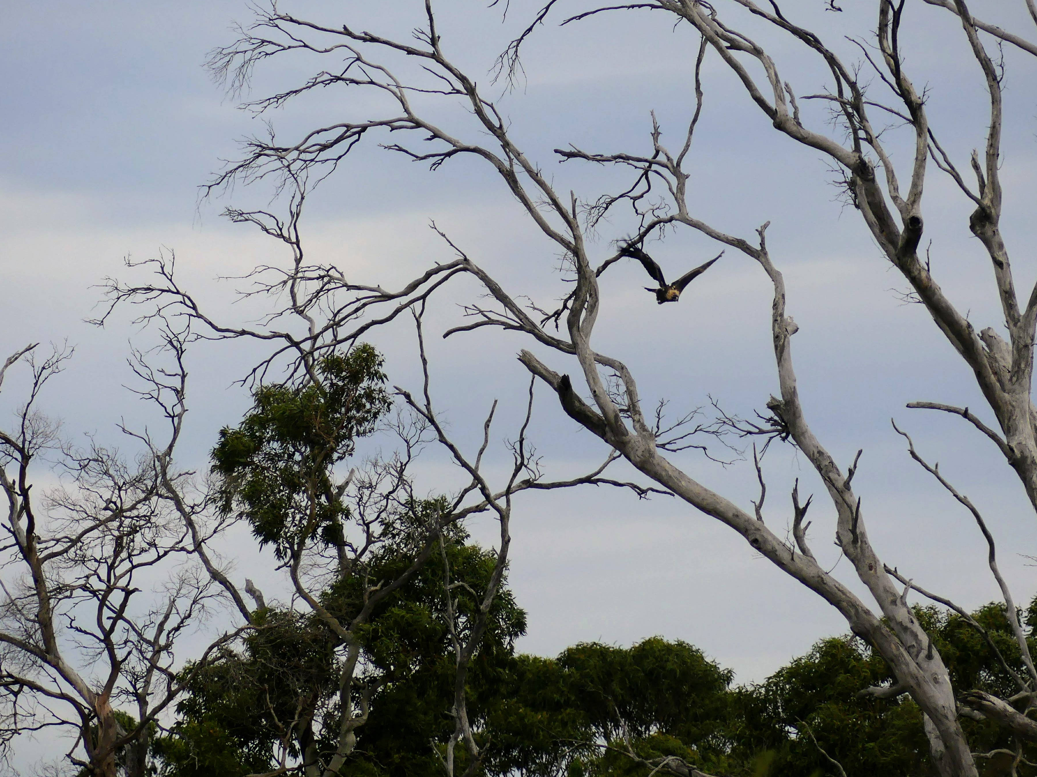 Ernie on Maria Island around five months after fledging. Photo: James Pay.