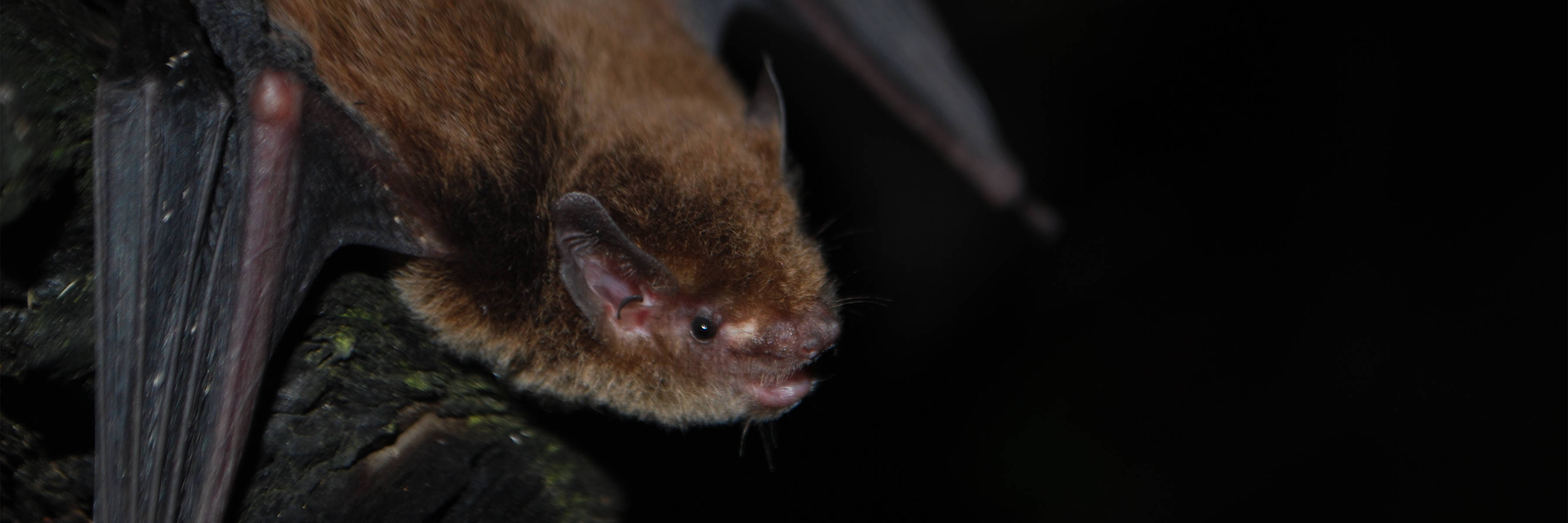 Southern forest bat. Image: Lisa Cawthen.