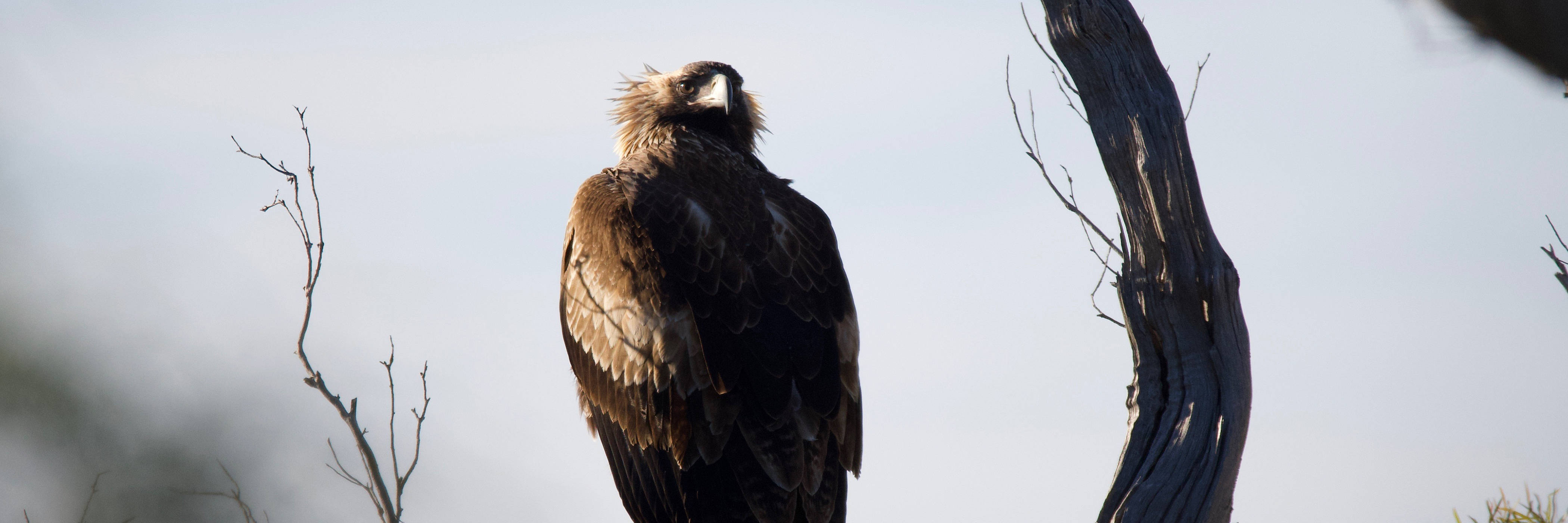Close view of a wedge-tailed eagle perched on a dead branch, backlit against a pale blue sky. It has its back to us, but its head is turned fully round to stare at the camera. Photo: Peter Vaughan.