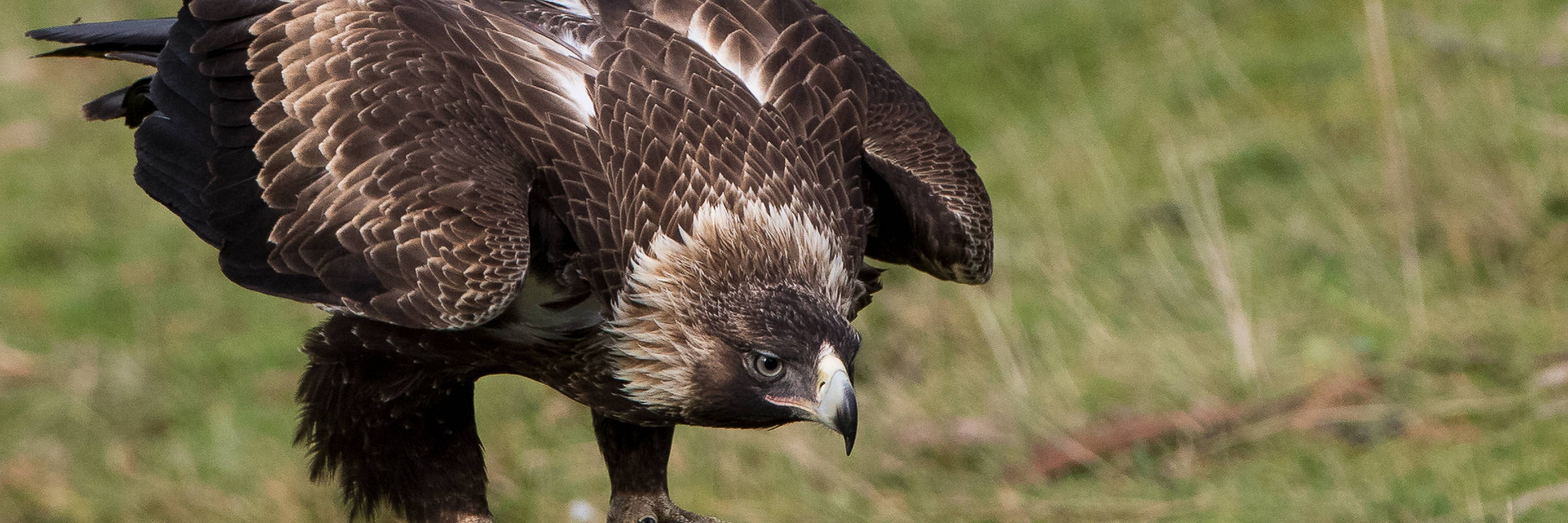 Close-up of a wedge-tailed eagle standing on a dead branch, leaning forward. In the background is a grassy area. The pale feathers on the nape of its neck indicate that it is a young bird. Photo: Alfred Schulte, taken at Inala on Bruny Island.