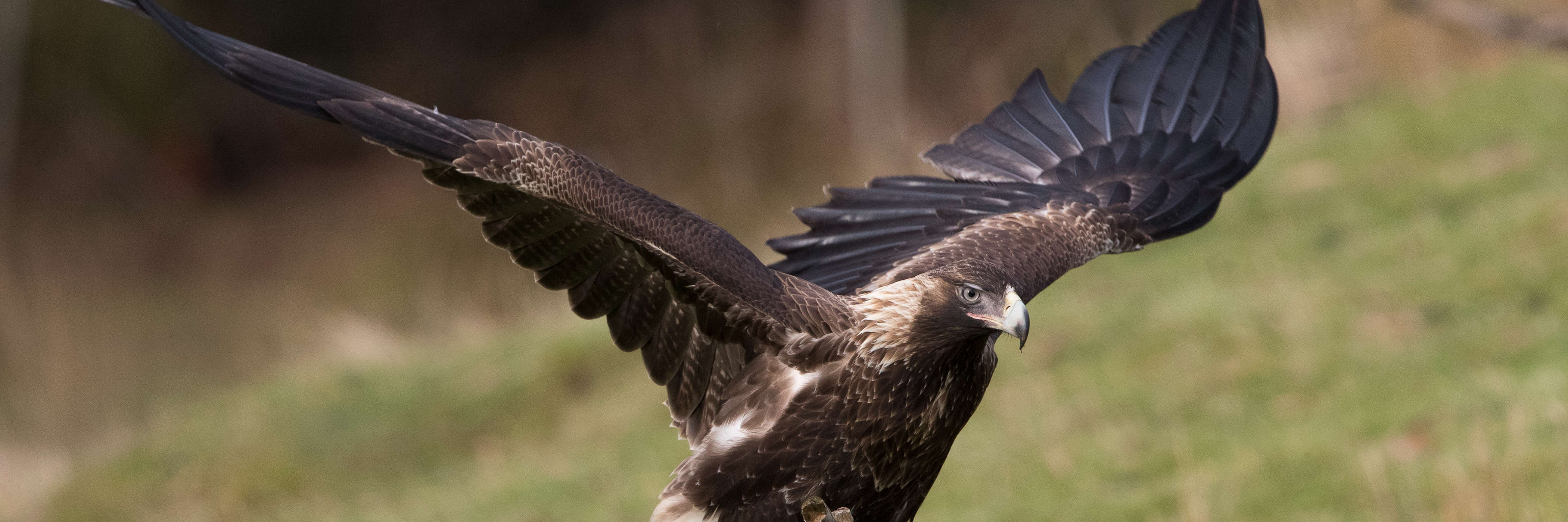 Close-up of a wedge-tailed eagle landing on a dead branch in a field, with forest out of focus behind. Its wings are still outstretched and its front talons are on the branch. The pale feathers on the nape of its neck indicate that it is a young bird. Photo: Alfred Schulte, taken at Inala on Bruny Island.